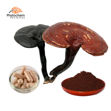 Bulk reishi mushroom extract capsules spore powder oil lucid ganoderma lucidum